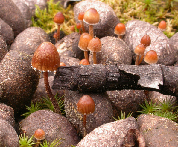 Psilocybe angustispora